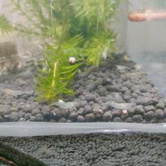ミナミヌマエビ🦐１０匹♪の画像