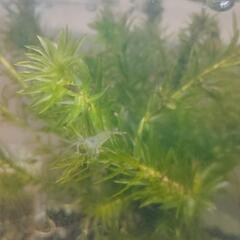 ミナミヌマエビ🦐１０匹♪の画像