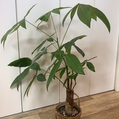 パキラの画像