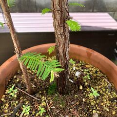 コニファー・メタセコイア鉢植えの画像