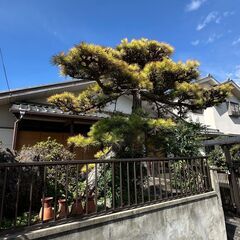 松の木　約３メートルの画像