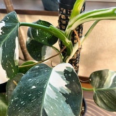 観葉植物　フィロデンドロン  ホワイトウィザードの画像