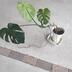ランキングキーワードに紐づく投稿画像-観葉植物