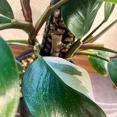 観葉植物　フィロデンドロン  ホワイトプリンセスの画像