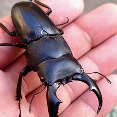 【♀大型 即ブリOK】アマミヒラタクワガタ ペア販売 2025の画像