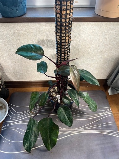 観葉植物　フィロデンドロン  オレンジプリンセス