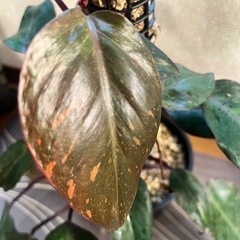 観葉植物　フィロデンドロン  オレンジプリンセスの画像