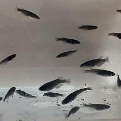 商談中 オロチメダカ🌟３０匹 餌付き めだかの画像