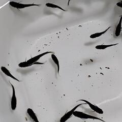 商談中 オロチメダカ🌟３０匹 餌付き めだかの画像