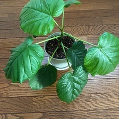 観葉植物・ウンベラータの画像