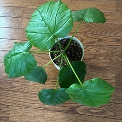 観葉植物・ウンベラータの画像