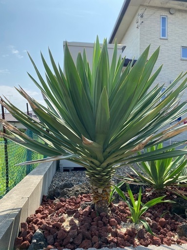 ユッカ キミガヨラングロリオサ ユッカグロリオサキミガヨラン2