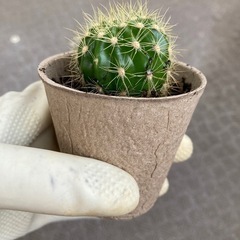 サボテン　子株の画像