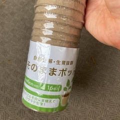 サボテン　子株の画像