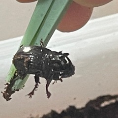 ダイコクコガネ♂♀ペアの画像