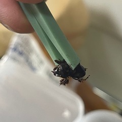 ダイコクコガネ♂♀ペアの画像
