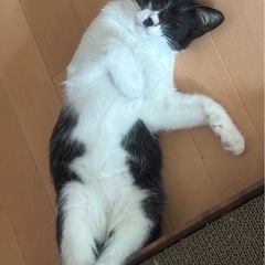 生後3ヶ月オスのハチワレ猫
