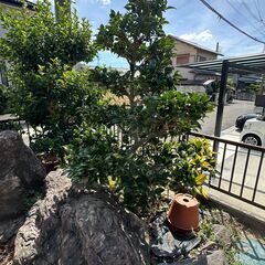 庭木　複数の画像
