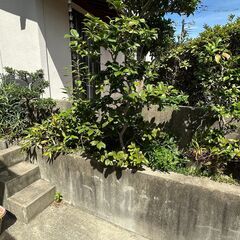 庭木　複数の画像