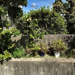 庭木　複数の画像