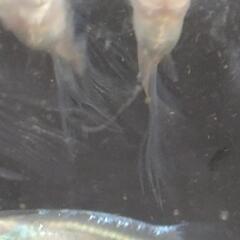 メダカ12匹の画像
