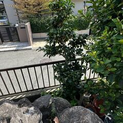 庭木　複数の画像