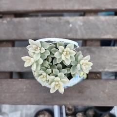 多肉植物　姫秋麗錦斑入りの画像