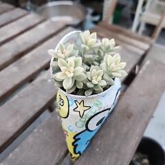 多肉植物　姫秋麗錦斑入りの画像
