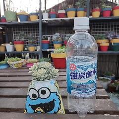 多肉植物　姫秋麗錦斑入りの画像