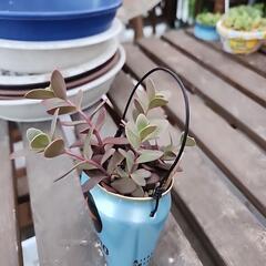 多肉植物ファイヤークラッカーの画像