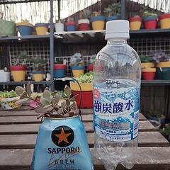 多肉植物ファイヤークラッカーの画像