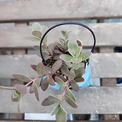 多肉植物ファイヤークラッカーの画像