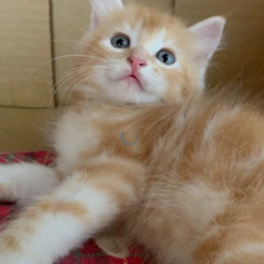 シベリアの子猫