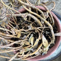 多肉植物です🪴10年以上🪴の画像