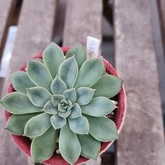 多肉植物ヘラクレスの画像