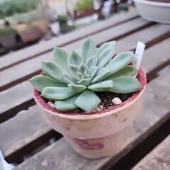 多肉植物ヘラクレスの画像