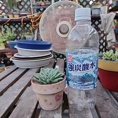 多肉植物ヘラクレスの画像