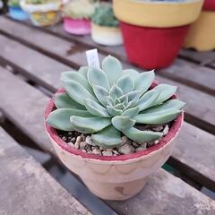 多肉植物ヘラクレスの画像