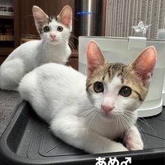 【8/27更新】動画随時更新☆人間大好きストーカー兄妹☆初…