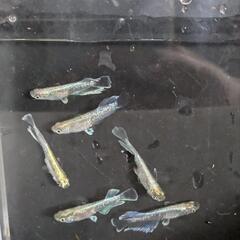 メダカ　エメキン　6匹の画像