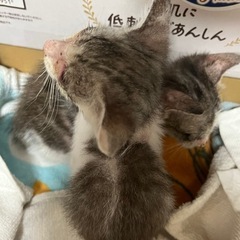 急募　子猫ちゃん