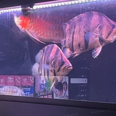 2400 600 600 水槽フルセット　生体も全ての画像