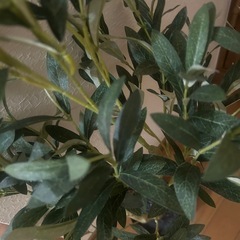 オリーブの木 観葉植物 フェイクグリーンの画像