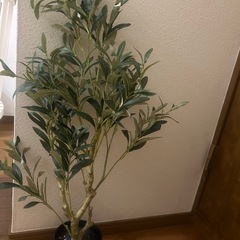 オリーブの木 観葉植物 フェイクグリーンの画像