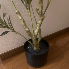 オリーブの木 観葉植物 フェイクグリーンの画像
