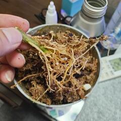 アグラオネマ　イモの画像