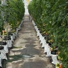 夏野菜ナスとトマトの1日農業バイト♪【静岡県 牧之原市】履歴書不要/明日から勤務可！の画像