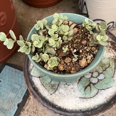 多肉植物🪴です^ ^の画像