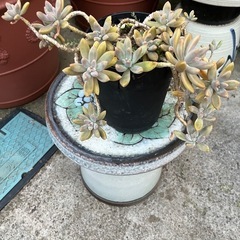 多肉植物①🪴3年以上🪴の画像