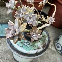 多肉植物①🪴3年以上🪴の画像